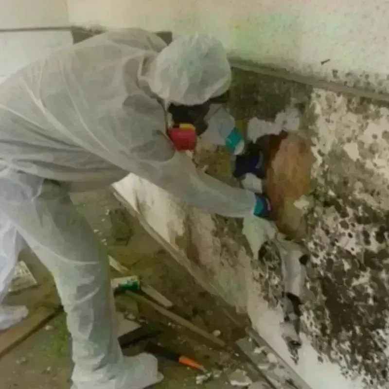 Mold Remediation and Removal in Davis, CA